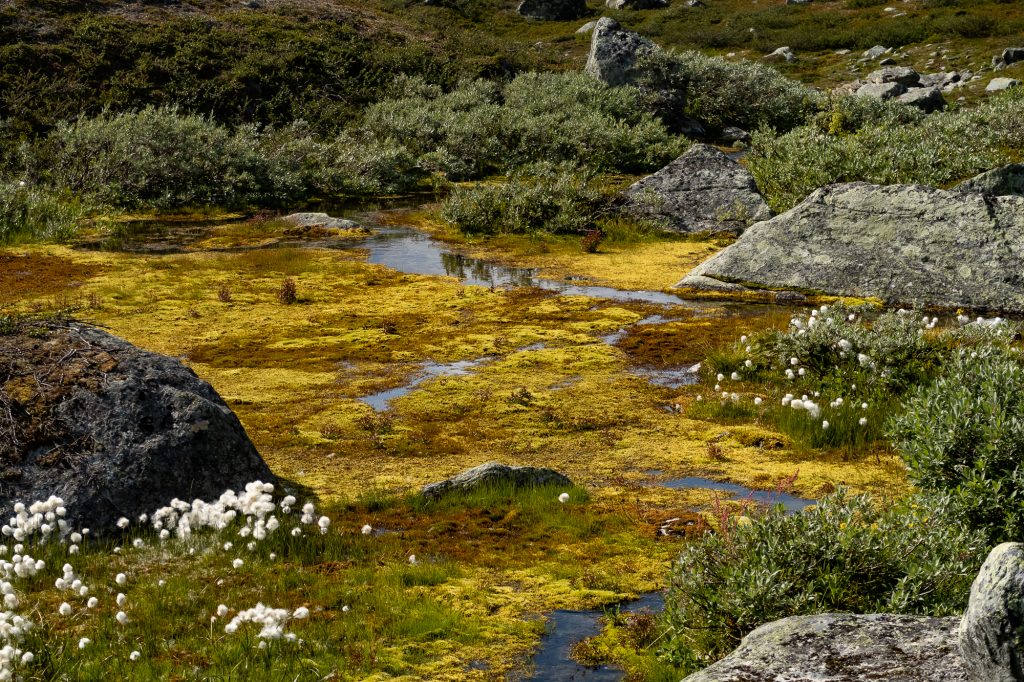 Vacker våtmark längs Kungsleden