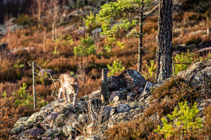 Lokatt närmar sig