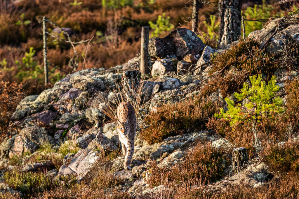 Lokatt har upptäckt oss