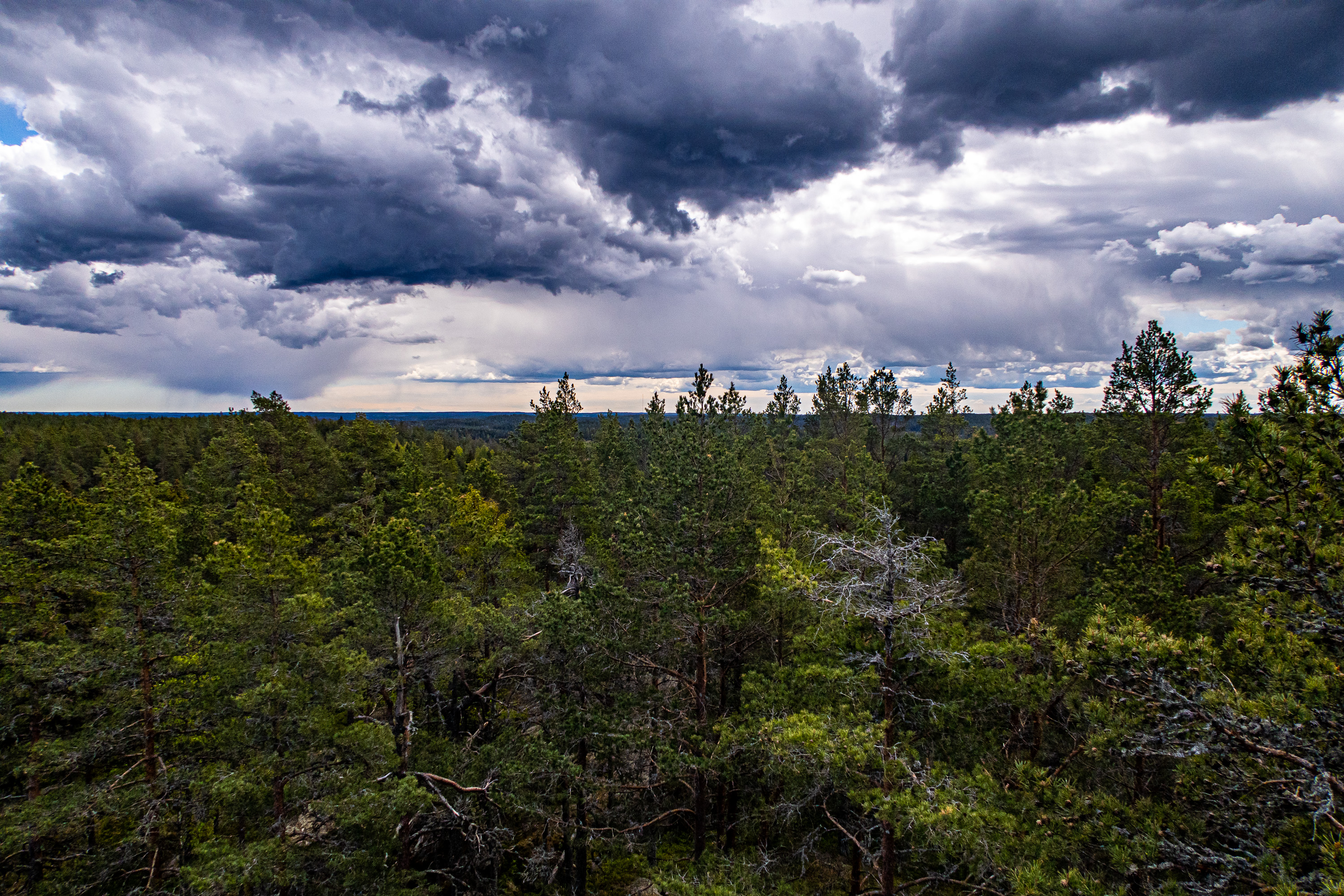 Utsikt över skog från utsiktstornet på etapp 30 längs Sörmlandsleden