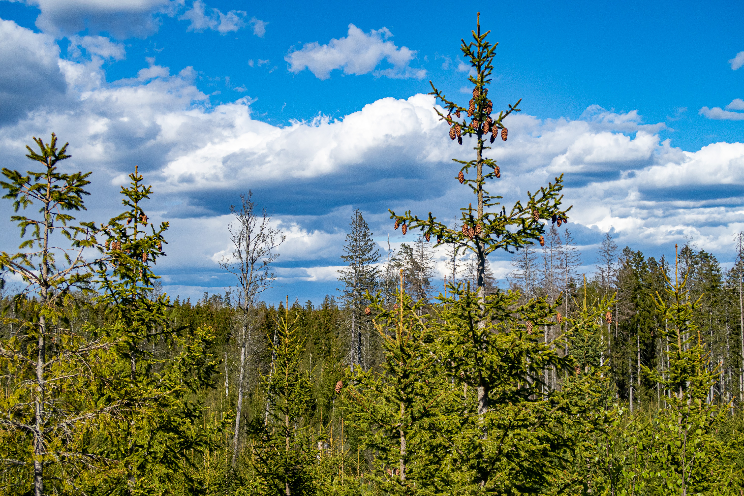 Utsikt över skogen från Glindraåsen