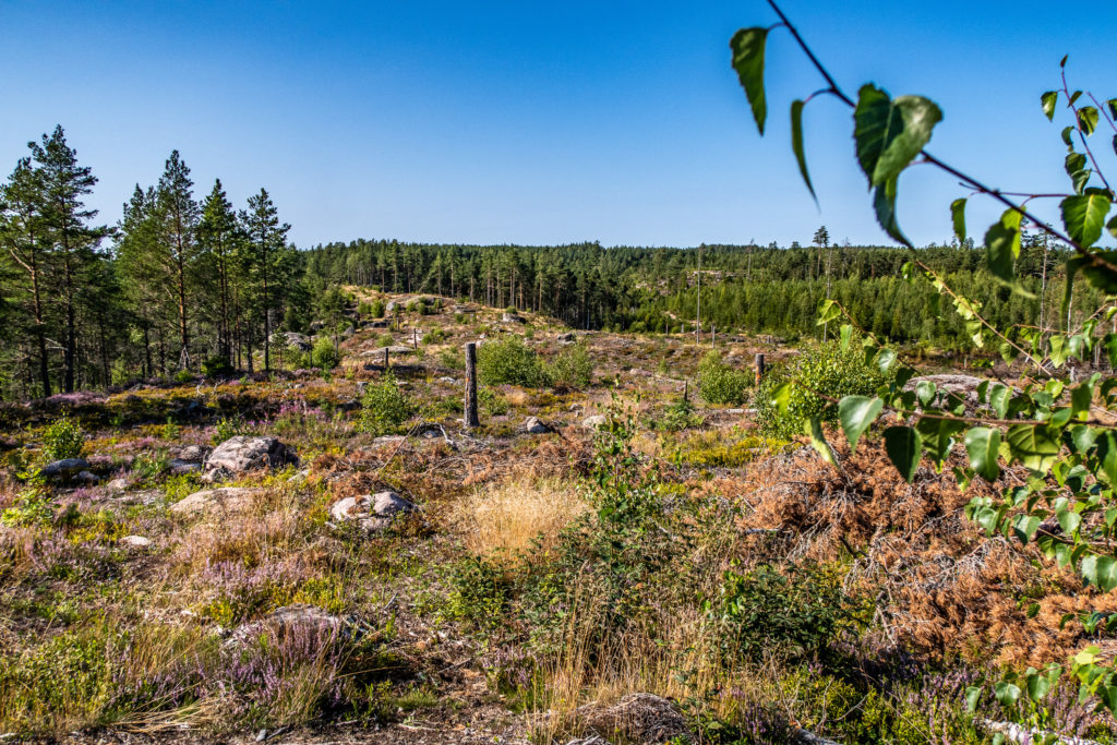 Avhuggna träd visar ledmarkeringar för vandring