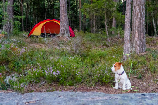 Jack Russell framför tältet Hilleberg Niak i skogen