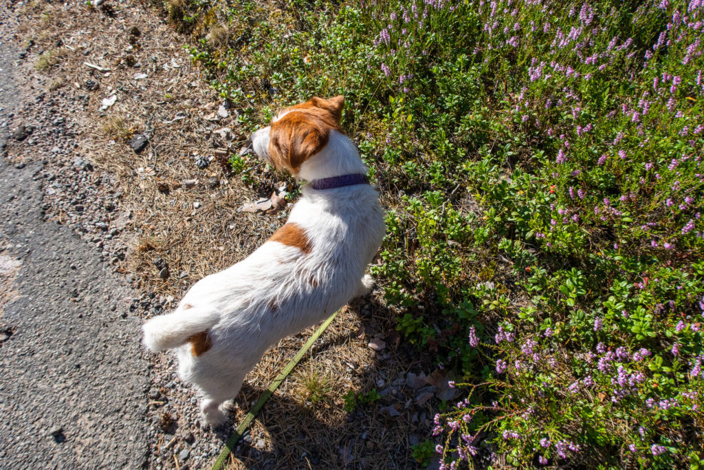 Jack Russell efter bad