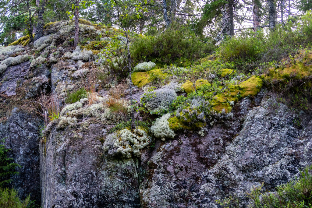 Mossig sten i skog längs Bergslagsleden