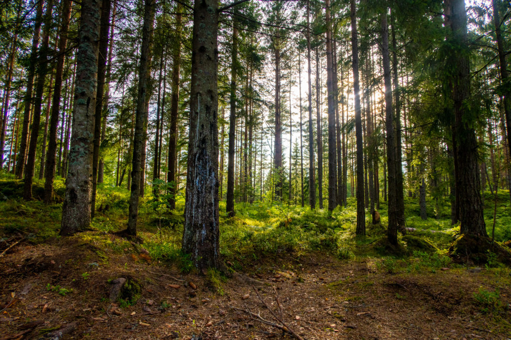 Vacker sol i skog vid vandring längs Bergslagsleden