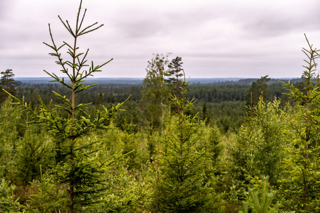 Utsikt över skog en mulen dag