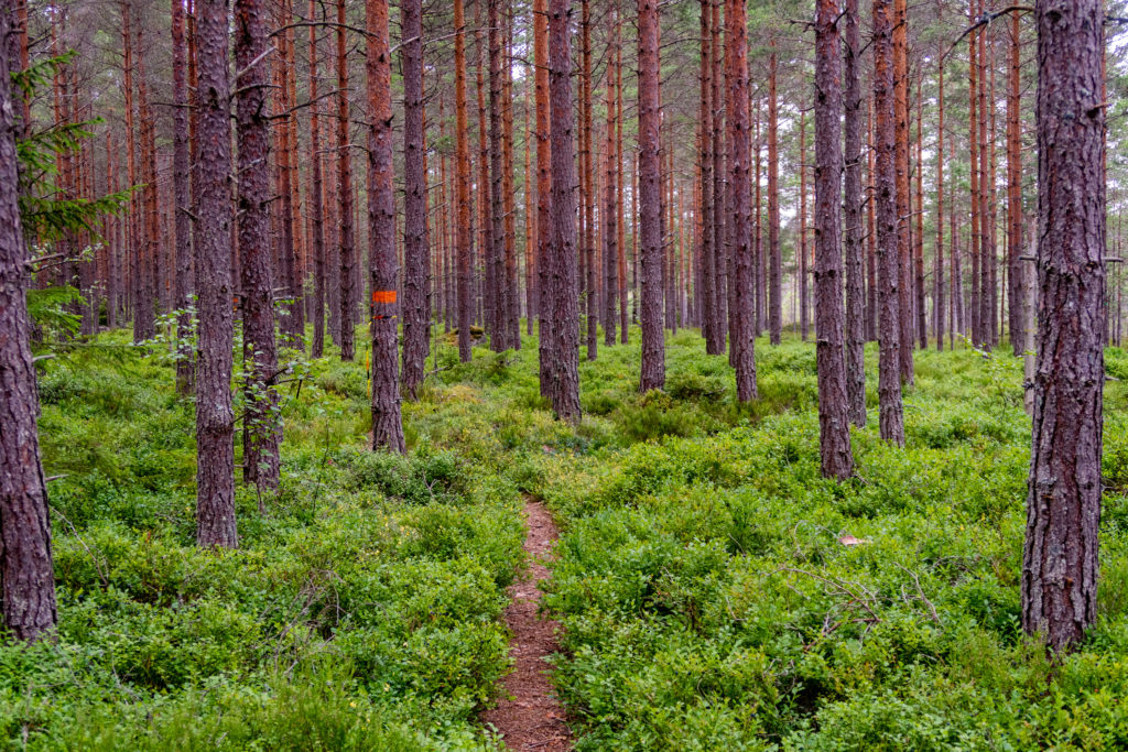 Vandringsleden Bergslagsleden passerar genom skog med blåbär