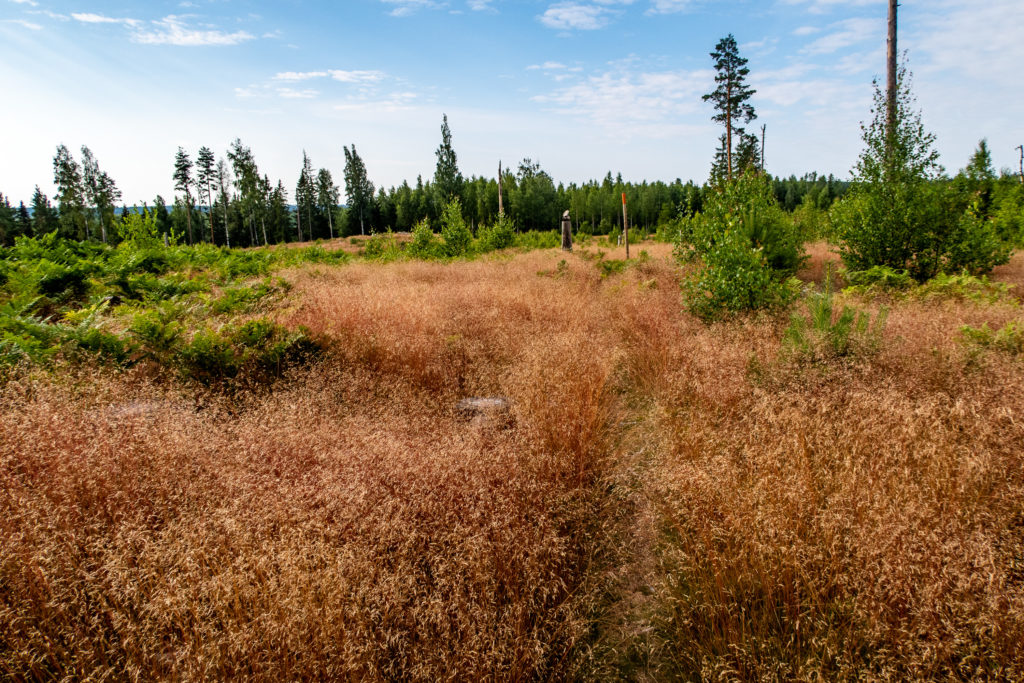 Grästäckt led i Bergslagen