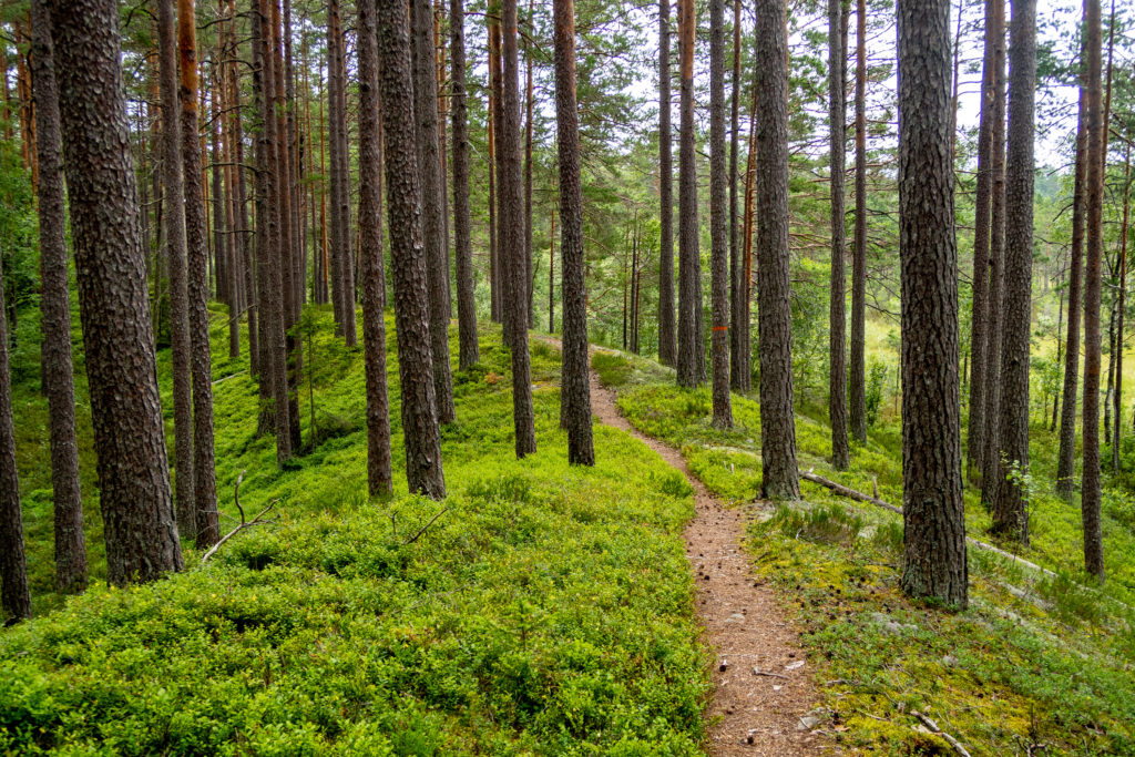 Bergslagsleden slingrar sig i skogen mellan träden