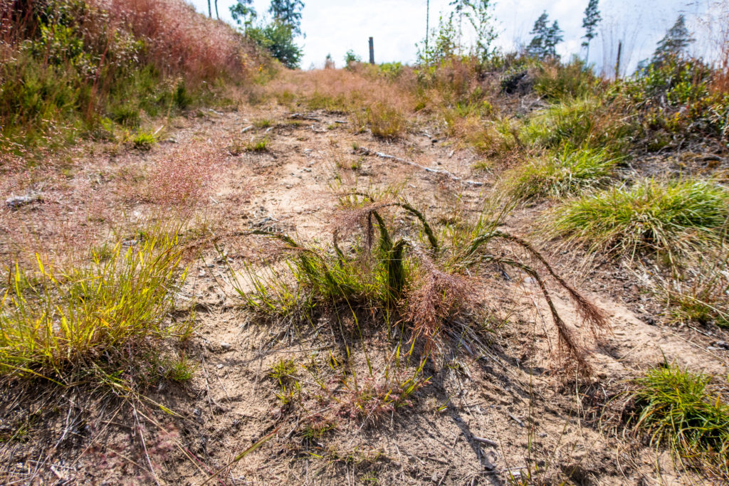 Långt gräs som växer mitt på Bergslagsleden har blivit flätat