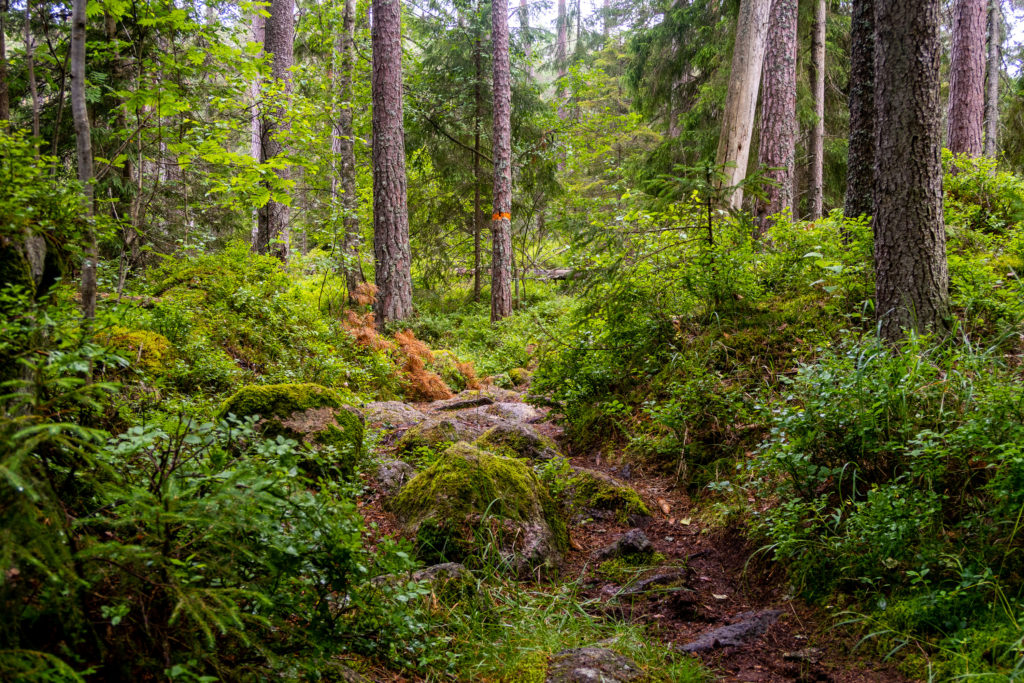 Vacker led i skogen i Tivedens nationalpark