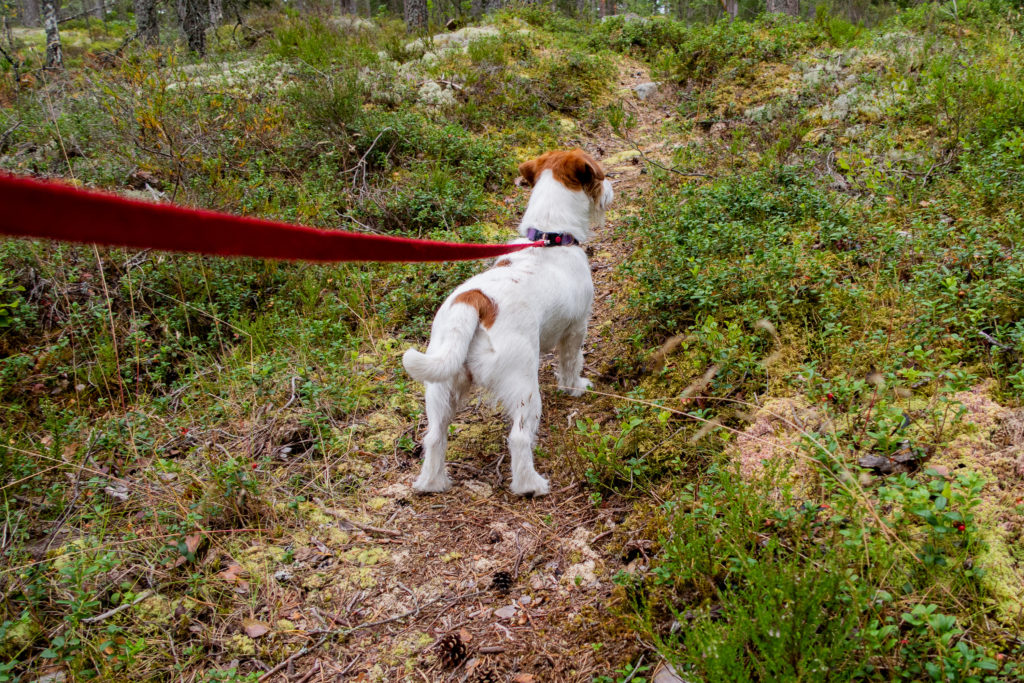 Jack Russell leder vandringen