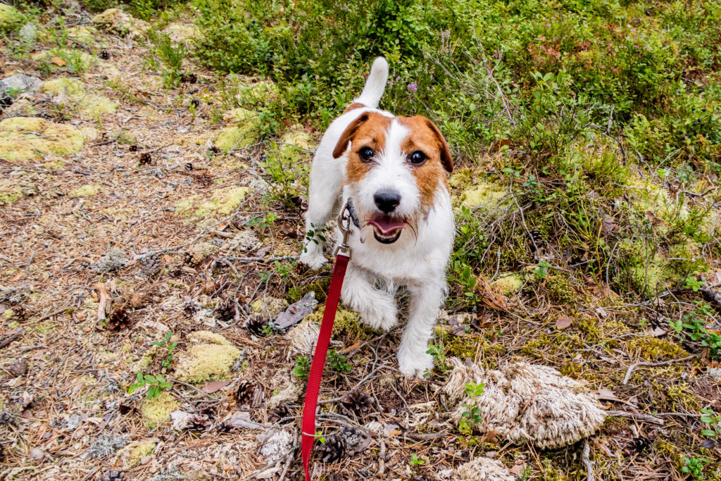 Jack Russell på vandring