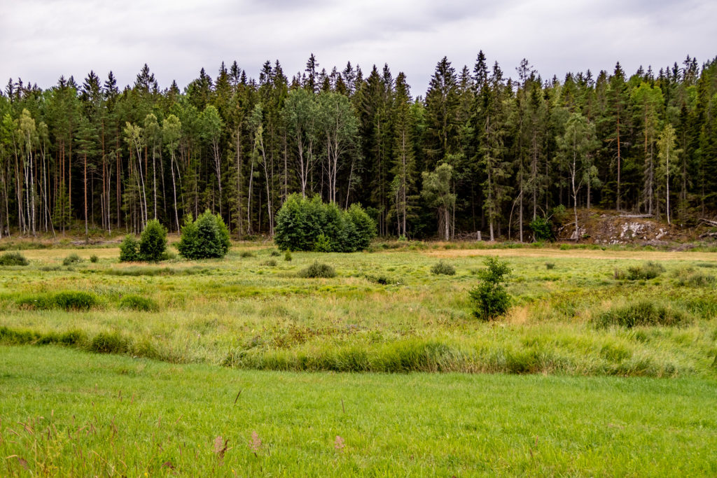 Övrig mark vid skog