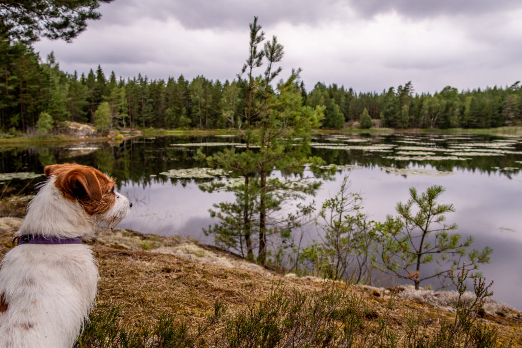 Jack Russell blickar ut över Hultadammen