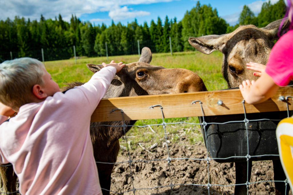 Barn klappar på älgar i älgpark