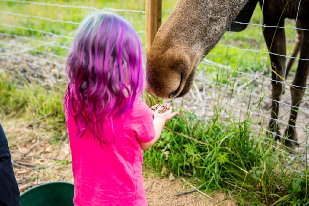 Barn matar älg i älgpark