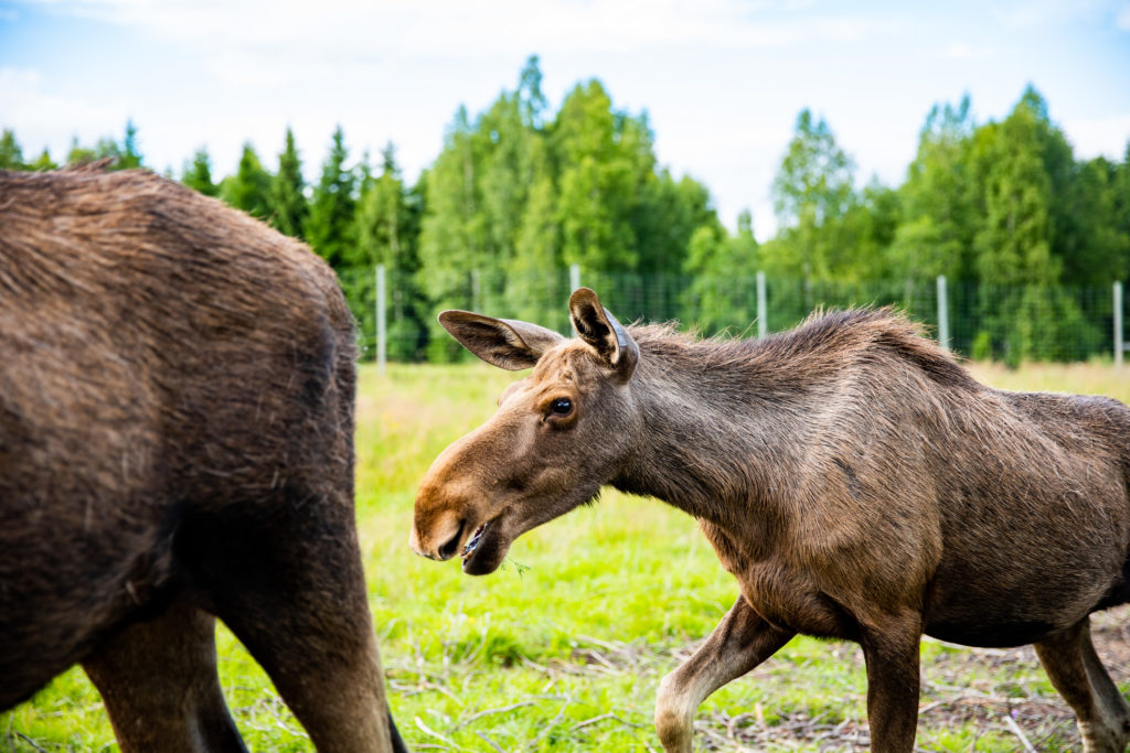 Älgkalv går efter älgko