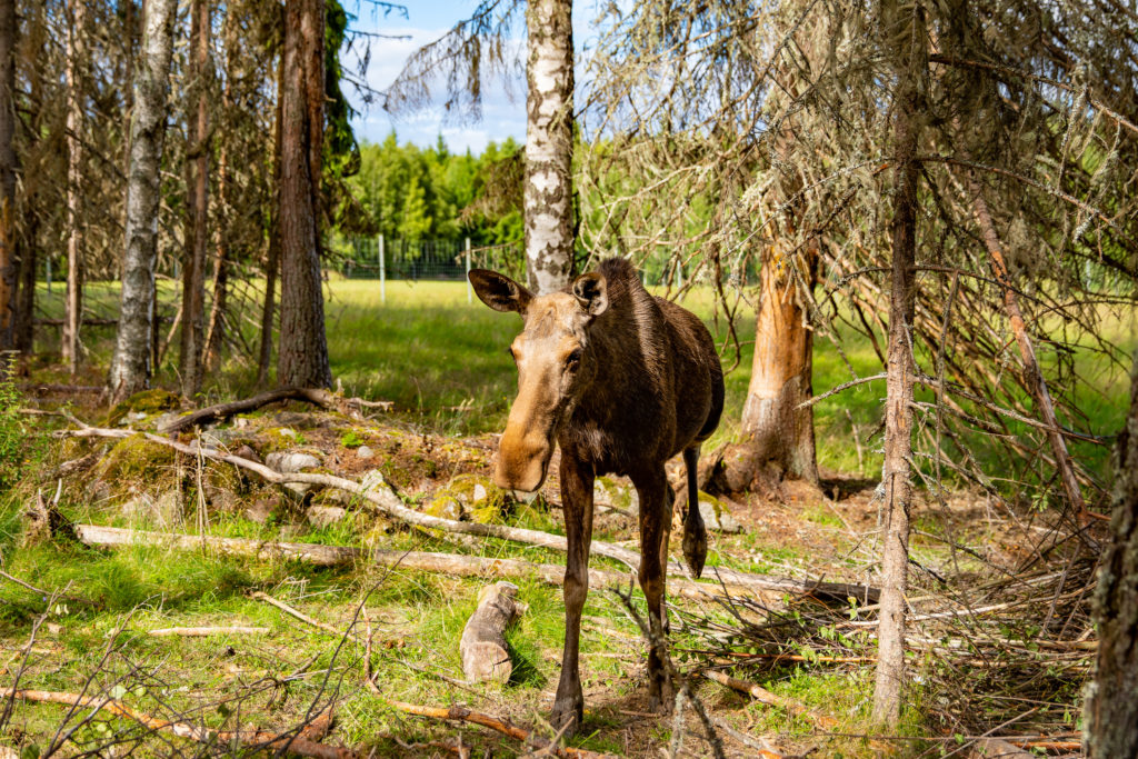 Älgkalv går i skog