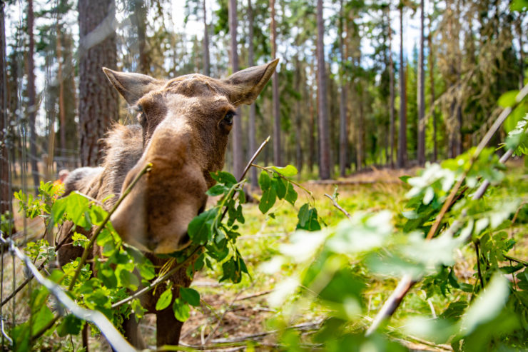 Älg äter löv från gren genom galler