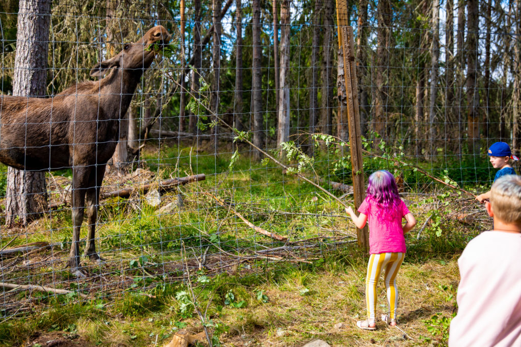 Barn matar älg med löv genom galler i älgpark