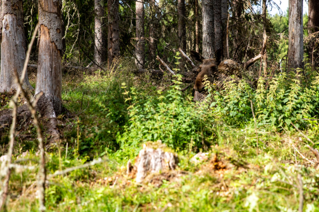 Älg ligger och vilar i skogen