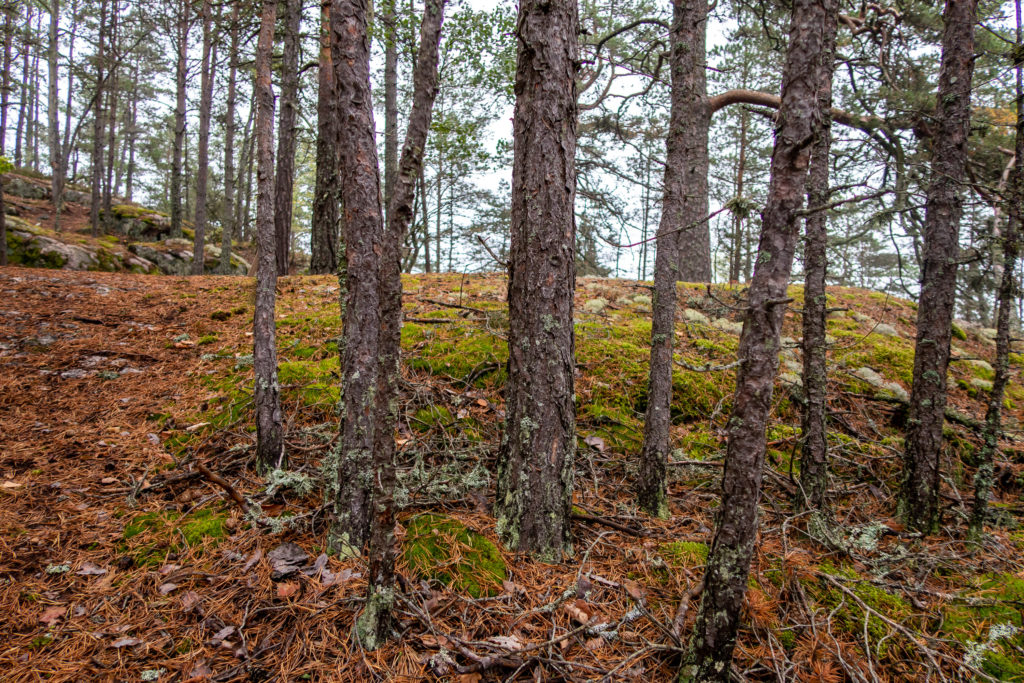 Taniga tallar i skogen