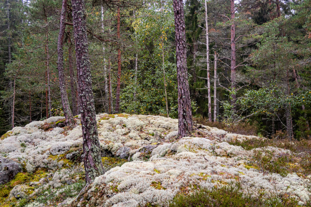 Vit lav i skogen i Jursla