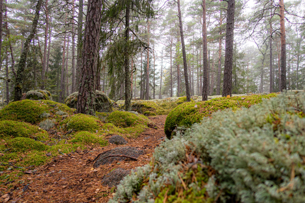 Disigt men lummigt i Jursla gammelskog