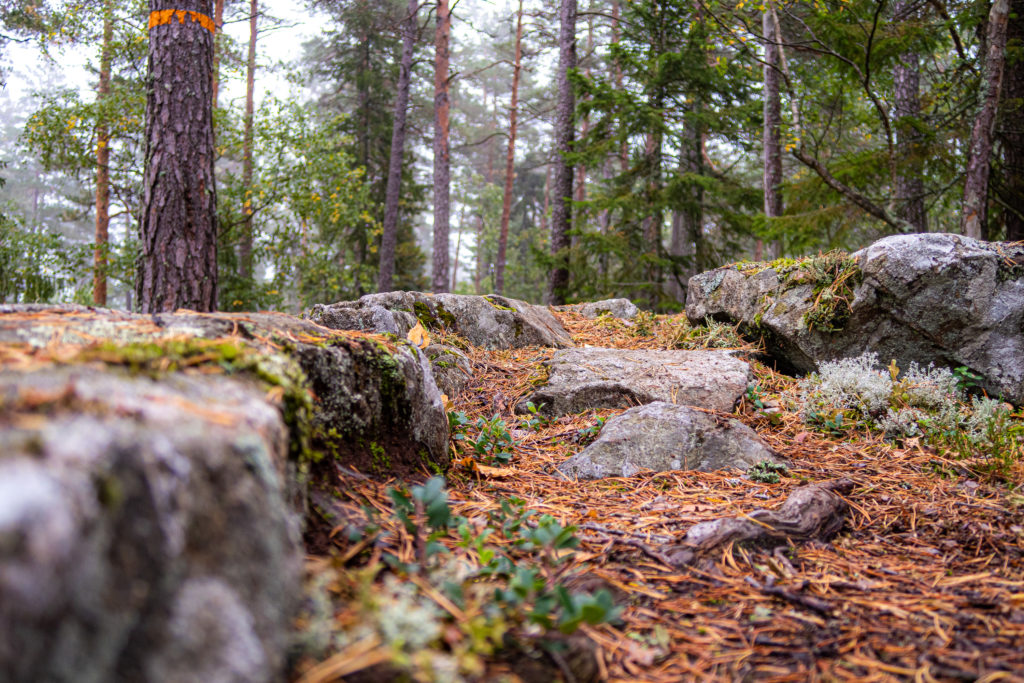 Stigen i skogen