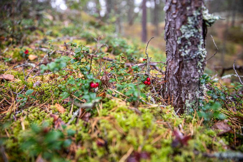 Lingon i skogen