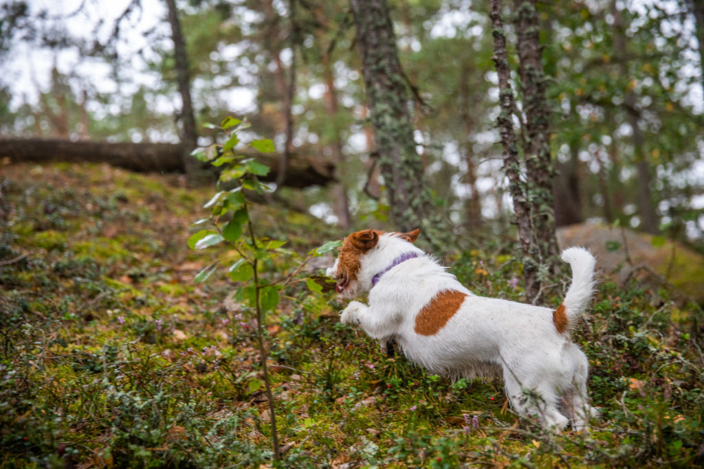 Glad Jack Russell springer