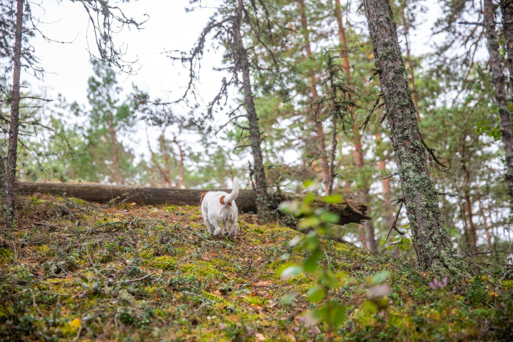 Glad Jack Russell springer uppför backe