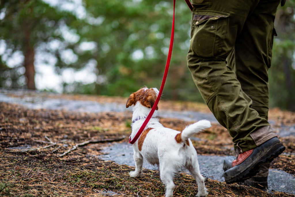 Jack Russell med husse i skogen