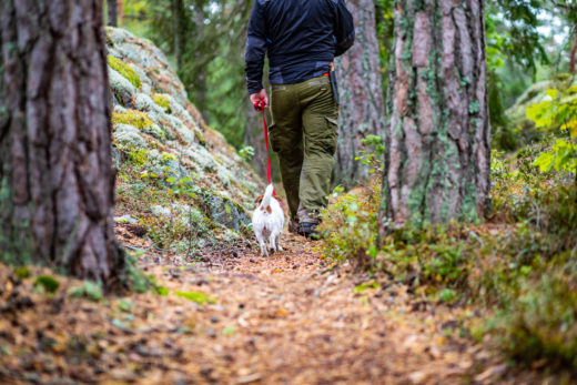 Vovve med husse i skogen