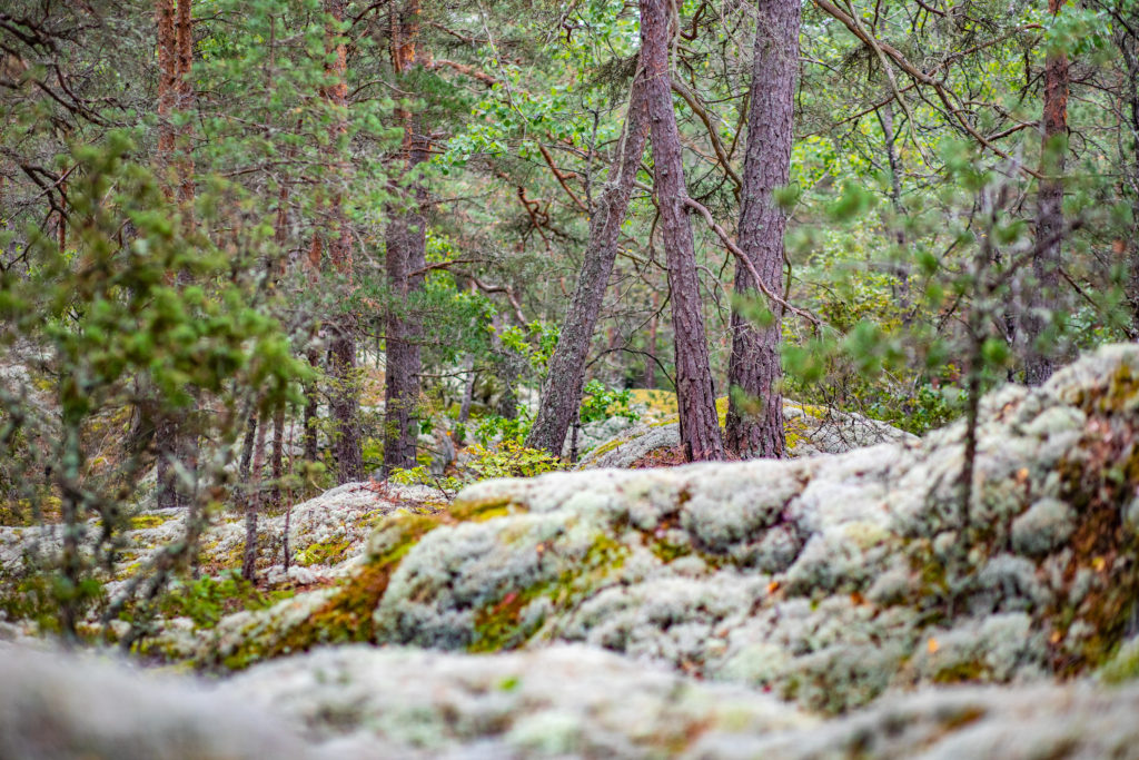 Mossa i skogen