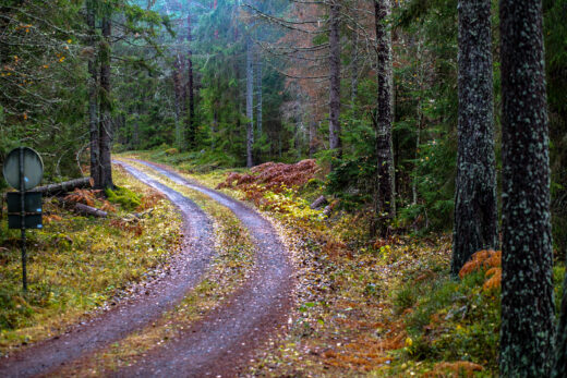 Enkel väg genom lummig skog