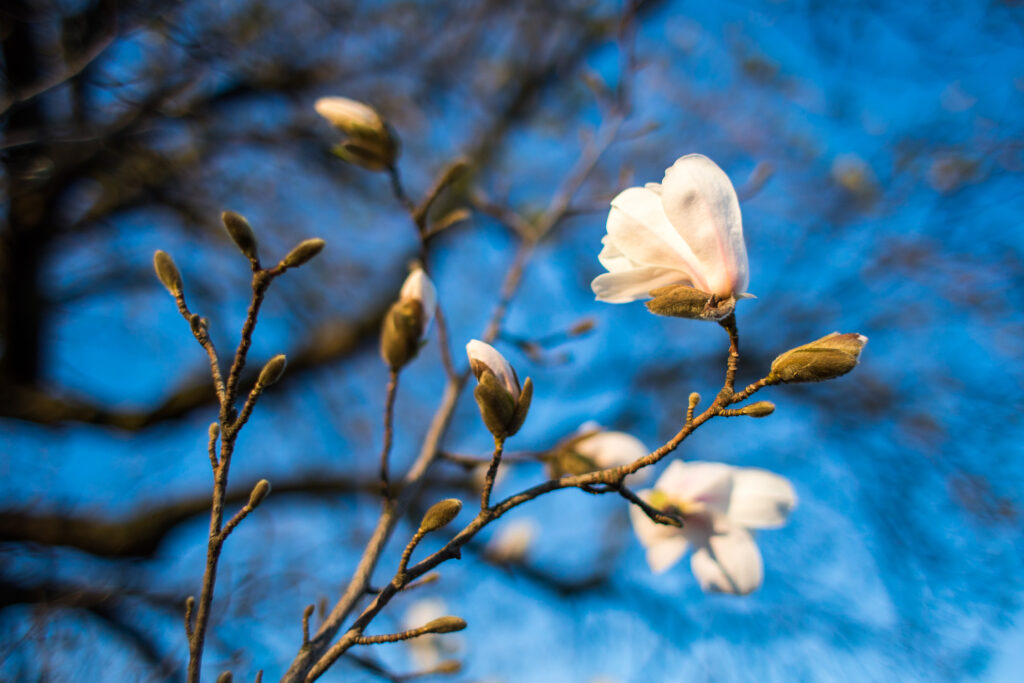 Magnolia slår ut