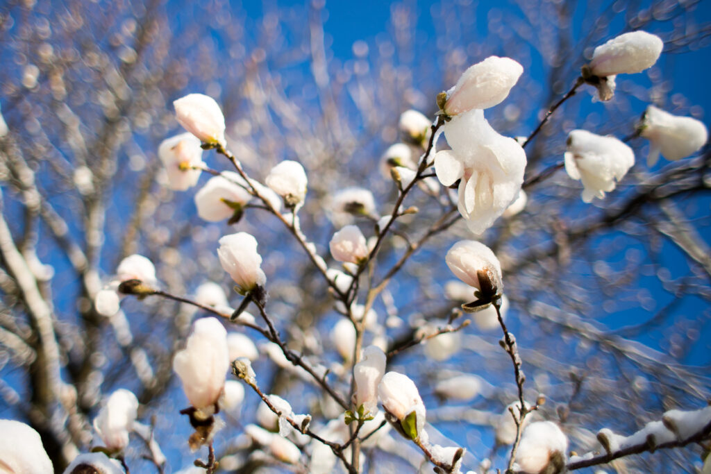 Snö på magnoliablommor