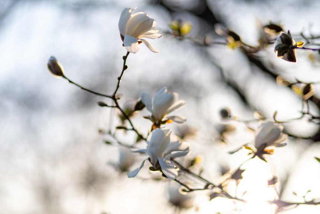 Vit magnolia i kvällsljuset