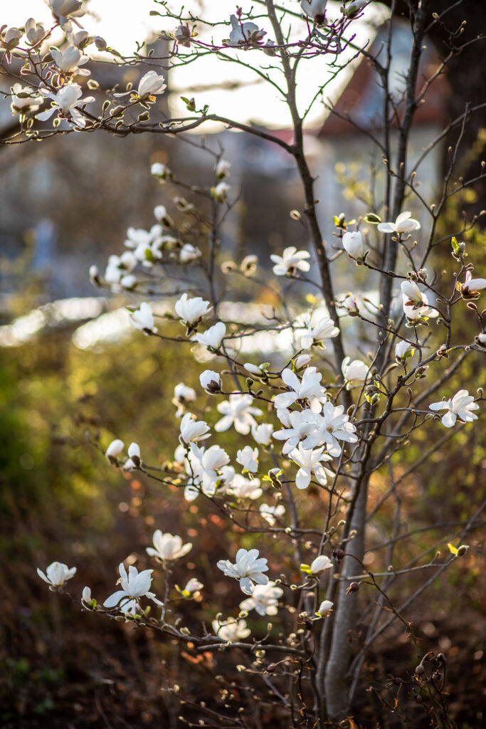 vit magnolia i Norrköping