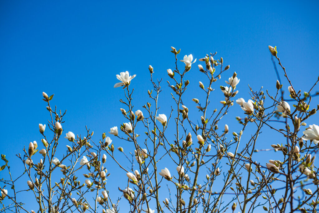 Magnolia blommar mot blå himmel