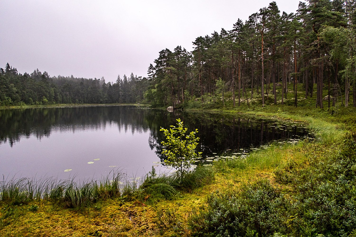 Utsikt över Stora Idgölen i Norra Kvills nationalpark