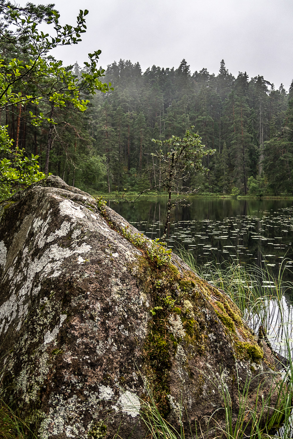 Dimman lättar vid Stora Idgölen i Norra Kvills nationalpark