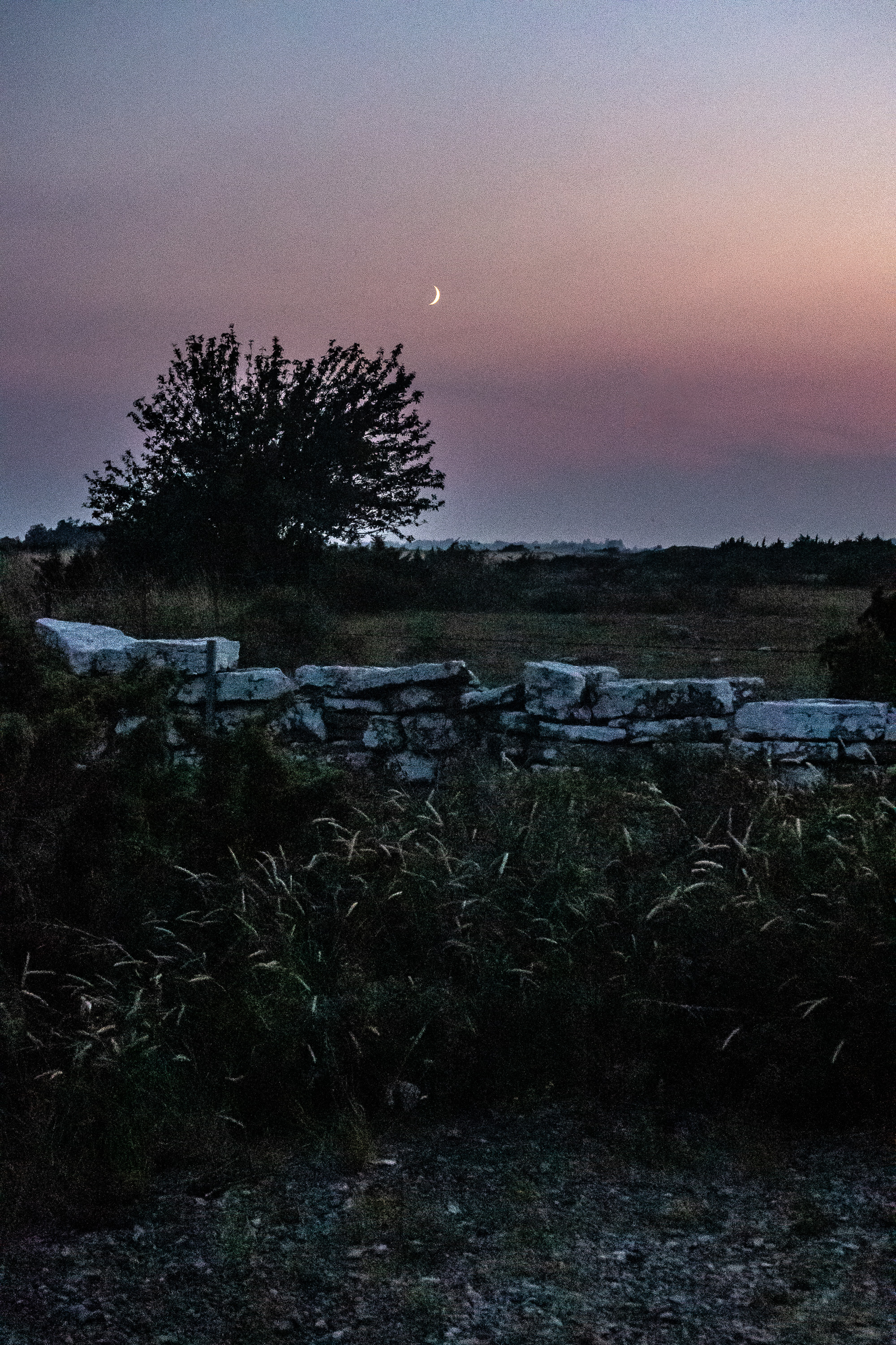 Månen lyser över Alvaret på Öland.