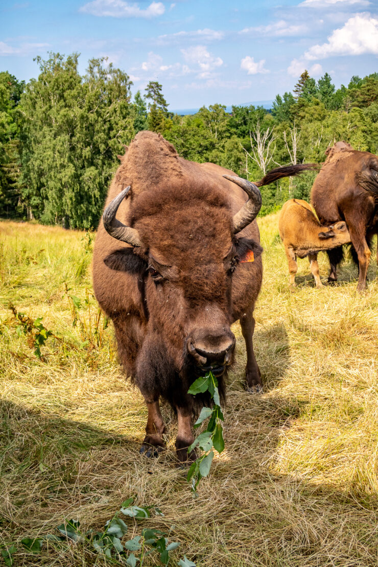 Bison äter i Gate