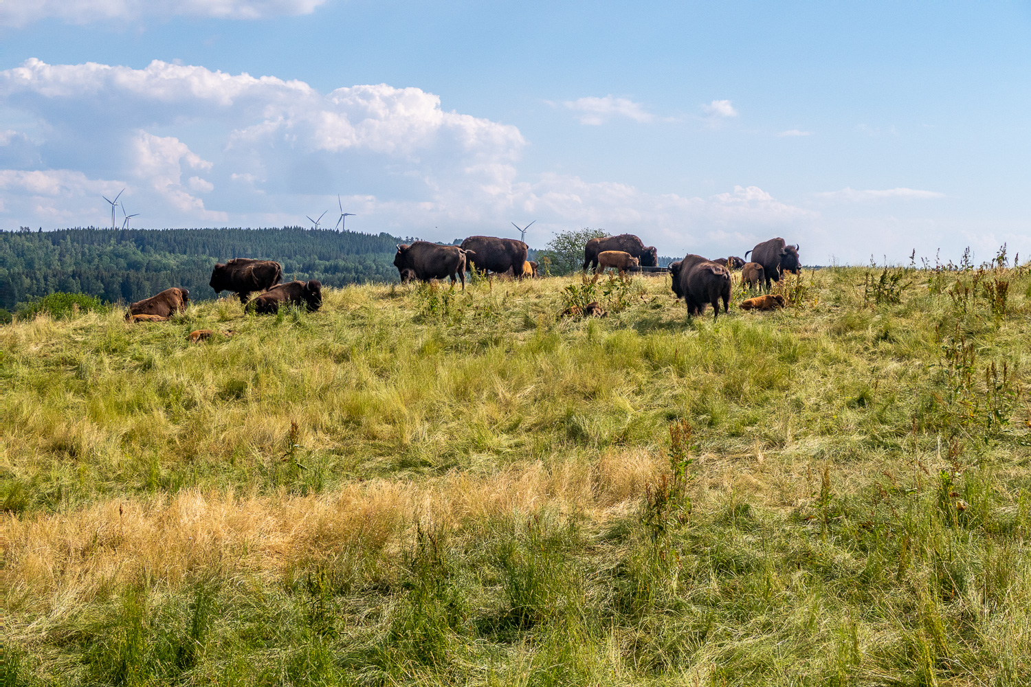 bisonflock i Gate