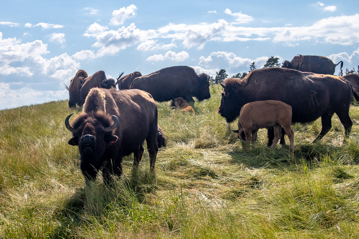 Rundtur bland bison i Gate