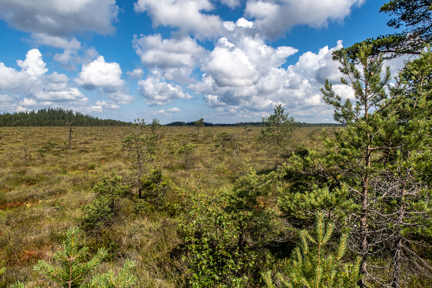 Komosse naturreservat